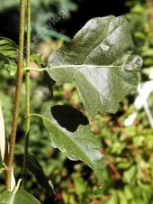 Betula verrucosa ( pendula ) 'Obelisk' 